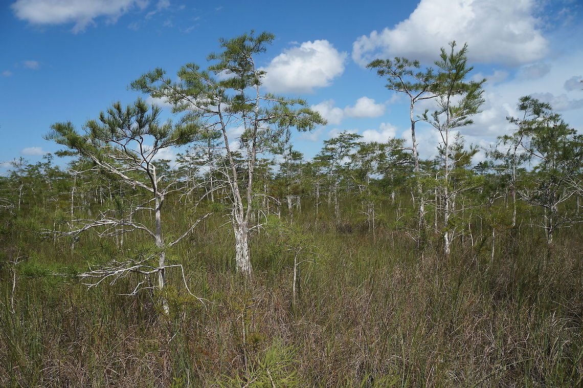 Bald Cypress The outskirts of a cypress dome in Everglades National Park, Florida Geotagged,Summer,Taxodium distichum,United States