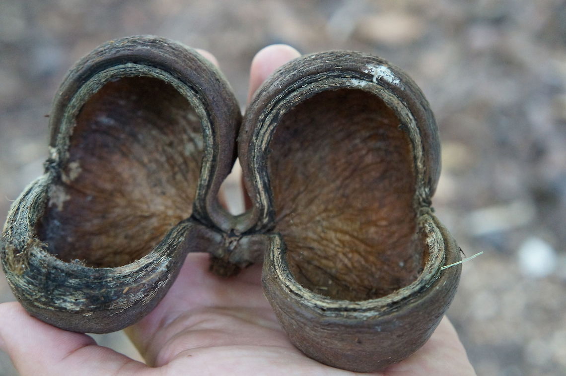 Seed pod of Sterculia foetida, Malvaceae Taken at the Fairchild Tropical Botanic Garden, Coral Gables, Florida. Geotagged,Sterculia foetida,Summer,United States