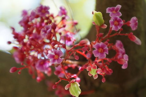 Flowers and nascent fruits of Carambola Averrhoa carambola, Oxalidaceae.  Taken at the Fairchild Tropical Botanic Garden, Coral Gables, Florida. Averrhoa carambola,Geotagged,Summer,United States,carambola,star fruit