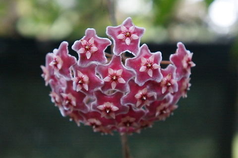 Hoya pubicalyx, Apocynaceae Taken at the Kampong, Coconut Grove, Florida. Geotagged,Hoya pubicalyx,Summer,United States