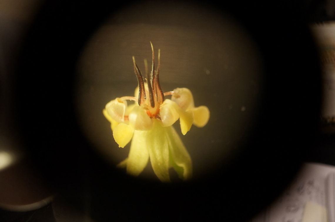 Theobroma cacao flower under the microscope Taken at the Fairchild Tropical Botanic Garden, Coral Gables, Florida. Geotagged,Summer,Theobroma Cacao.,Theobroma cacao,United States