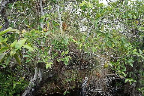 Pond Apple Annona glabra, Annonaceae.  It is related to and resembles soursop, but is less suitable for eating.  Also called alligator apple because they are sometimes used as a food source by alligators.  Taken in Everglades National Park, Florida. Annona glabra,Geotagged,Summer,United States