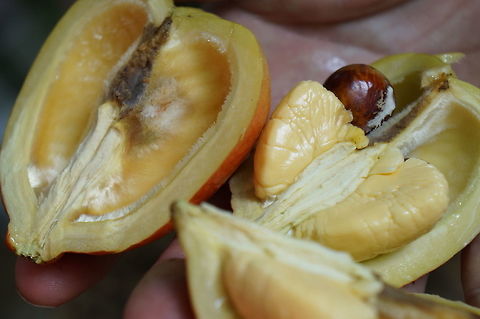 Ackee fruit Ackee is used in the national dish of Jamaica, but if prepared wrong it contains a toxin that can cause illness or even death (many other members of the Sapindaceae are also highly toxic).  Prepared properly, it is delicious.  Taken at the Kampong, Coconut Grove, Florida. Blighia sapida,Geotagged,Summer,United States