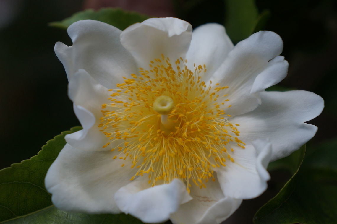 Oncoba spinosa (Fried egg plant), Salicaceae Taken at the Kampong, Coconut Grove, Florida. Geotagged,Oncoba spinosa,Summer,United States
