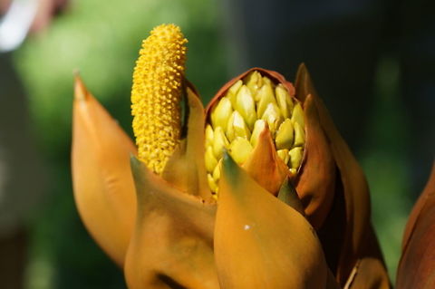 Nypa fruticans, Arecaceae Taken at the Fairchild Tropical Botanic Garden, Coral Gables, Florida. Geotagged,Nipa palm,Nypa fruticans,Summer,United States