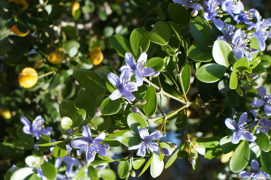 Guaiacum officinale, Zygophyllaceae Taken at the Fairchild Tropical Botanic Garden, Coral Gables, Florida. Geotagged,Guaiacum officinale,Summer,United States