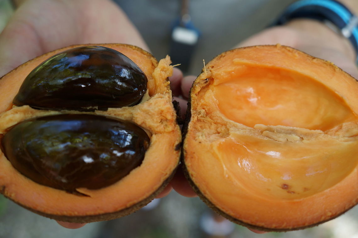 Mamey sapote fruit Pouteria sapota, Sapotaceae.  Taken at the Montgomery Botanical Center, Coral Gables, Florida. Geotagged,Mamey sapote,Pouteria sapota,Summer,United States