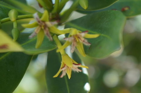 Red mangrove flower Taken at Long Key State Park, Florida Geotagged,Red mangrove,Rhizophora mangle,Summer,United States