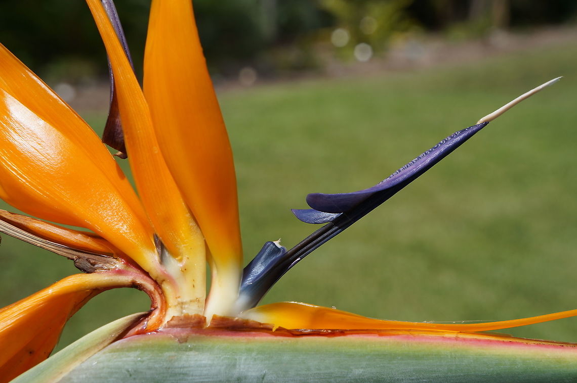 Bird of Paradise Taken at the Fairchild Tropical Botanic Garden, Coral Gables, Florida Bird of Paradise flower,Geotagged,Strelitzia reginae,Summer,United States