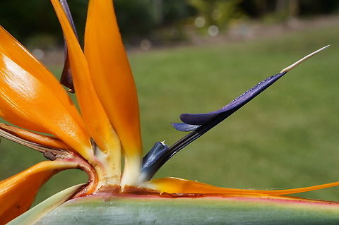 Bird of Paradise Taken at the Fairchild Tropical Botanic Garden, Coral Gables, Florida Bird of Paradise flower,Geotagged,Strelitzia reginae,Summer,United States