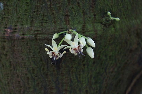 Theobroma cacao flowers A beautiful example of cauliflory, flowers growing directly out of the trunk of a tree. Taken at the Fairchild Tropical Botanic Garden, Coral Gables, Florida. Geotagged,Summer,Theobroma Cacao.,Theobroma cacao,United States