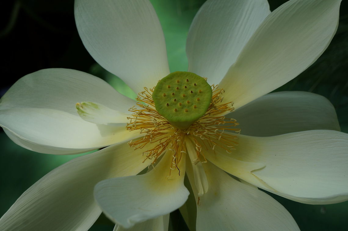 Sacred Lotus One of only two species in its family, Nelumbo nucifera has one of the longest lasting seeds of any plant--seeds have been found to be viable after more than 2000 years.  Taken at the Kampong, Coconut Grove, Florida. Geotagged,Indian lotus,Nelumbo nucifera,Summer,United States