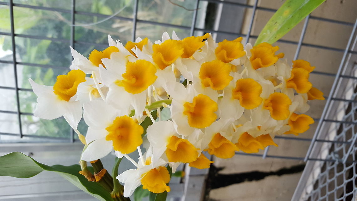 Dendrobium densiflorum Taken at the University of Wisconsin-Madison botany greenhouse.  Dendrobium densiflorum,Geotagged,Spring,United States