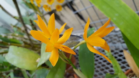 Guarianthe (formerly Cattleya) aurantiaca Taken at the University of Wisconsin-Madison botany greenhouse  Geotagged,Guarianthe aurantiaca,Spring,United States