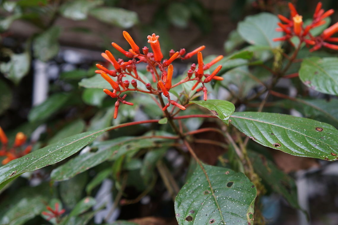 Hamelia patens, Rubiaceae Taken at Reserva Silvestre El Jaguar, Nicaragua Geotagged,Hamelia patens,Nicaragua,Winter