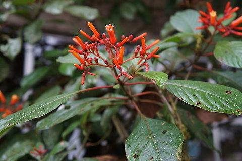 Hamelia patens, Rubiaceae Taken at Reserva Silvestre El Jaguar, Nicaragua Geotagged,Hamelia patens,Nicaragua,Winter