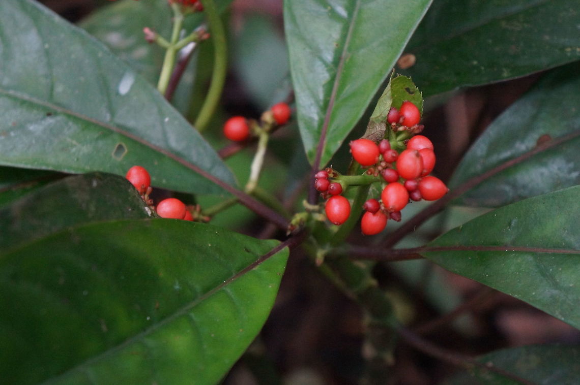 Notopleura uliginosa Taken at Reserva Silvestre El Jaguar, Nicaragua Geotagged,Nicaragua,Notopleura uliginosa,Winter