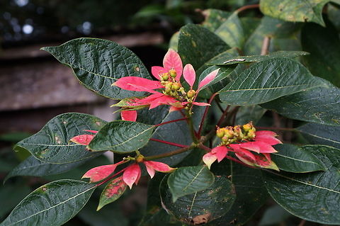 Euphorbia pulcherrima Taken at Reserva Silvestre El Jaguar, Nicaragua Euphorbia pulcherrima,Geotagged,Nicaragua,Poinsettia,Winter