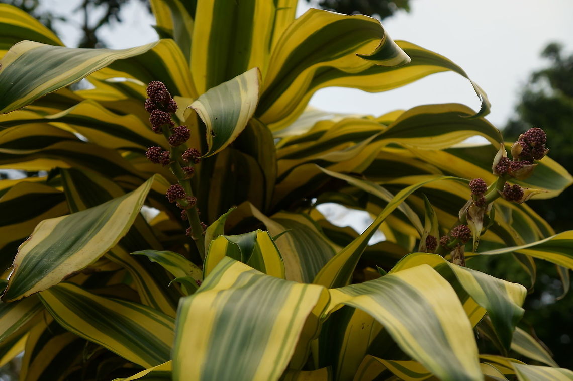 Dracaena fragrans, Asparagaceae Taken at Reserva Silvestre El Jaguar, Nicaragua. Introduced species at this location. Dracaena fragrans,Geotagged,Nicaragua,Winter