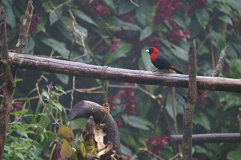 Crimson-collared Tanager Taken at Reserva Silvestre El Jaguar, Nicaragua Crimson-collared tanager,Geotagged,Nicaragua,Ramphocelus sanguinolentus,Winter