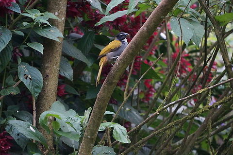 Buff-throated Saltator Taken at Reserva Silvestre El Jaguar, Nicaragua Buff-throated saltator,Geotagged,Nicaragua,Saltator maximus,Winter
