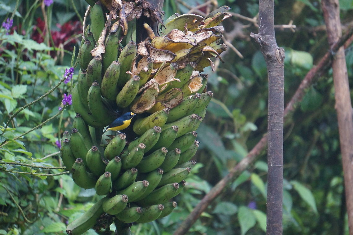 Yellow-throated Euphonia feeding on bananas Taken at Reserva Silvestre El Jaguar, Nicaragua Euphonia hirundinacea,Geotagged,Nicaragua,Winter,Yellow-throated euphonia