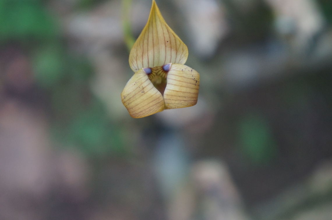 Trigonidium egertonianum Taken at Estacion Biologica Juan Roberto Zarruk, Nicaragua. Geotagged,Nicaragua,Trigonidium egertonianum,Winter
