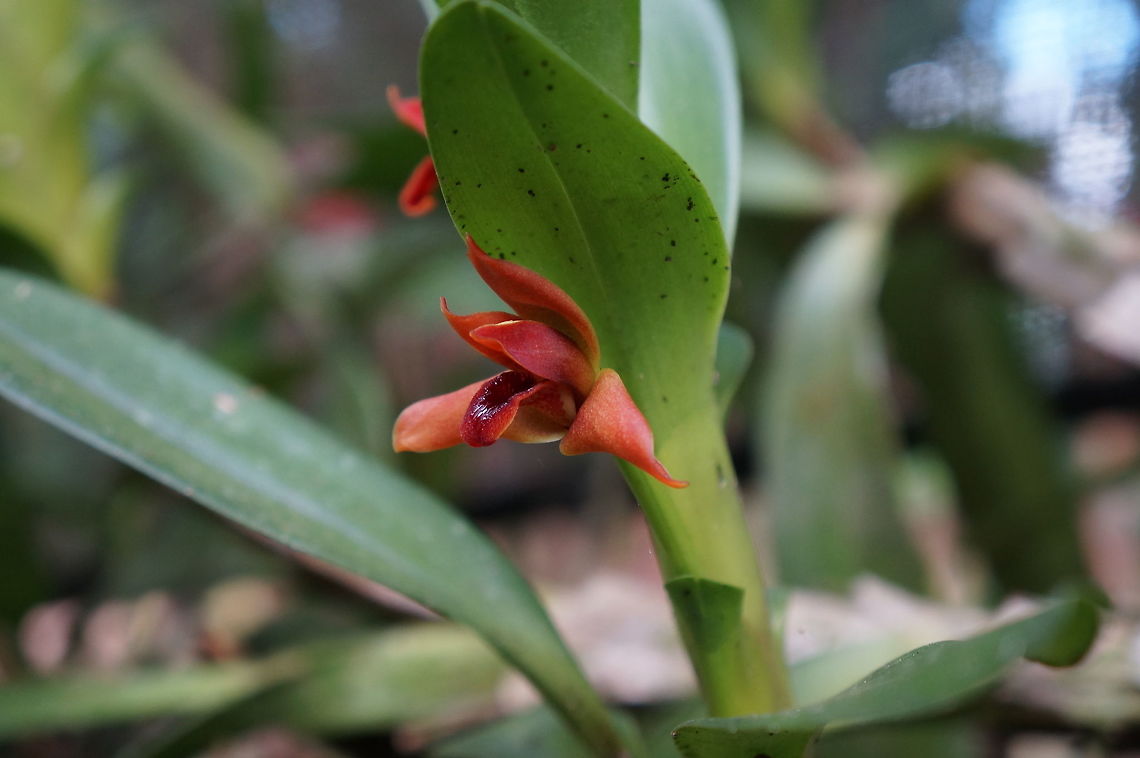 Maxillaria elatior Taken at Estacion Biologica Juan Roberto Zarruk, Nicaragua. Geotagged,Maxillaria elatior,Nicaragua,Winter