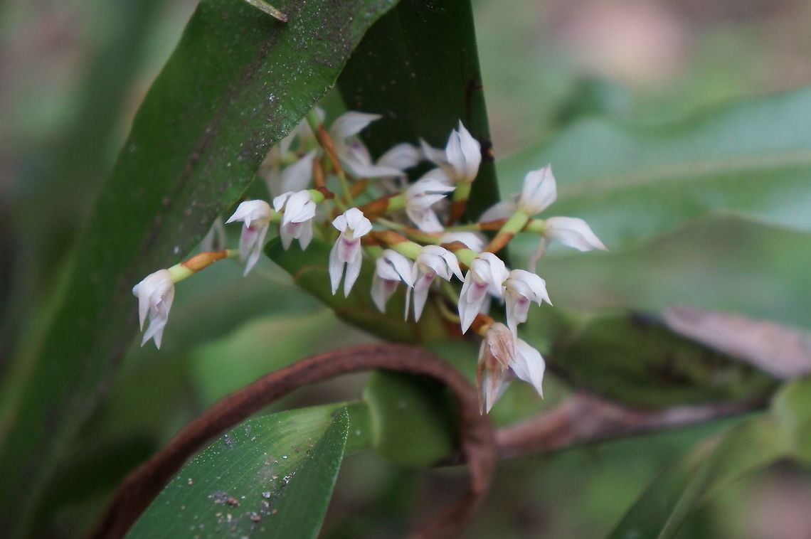 Maxillaria densa Taken at Estacion Biologica Juan Roberto Zarruk, Nicaragua. Crowded Maxillaria,Geotagged,Maxillaria densa,Nicaragua,Winter