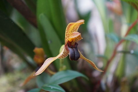 Maxillaria cucullata Taken at Estacion Biologica Juan Roberto Zarruk, Nicaragua. Cowl-carrying Maxillaria,Geotagged,Maxillaria cucullata,Nicaragua,Winter