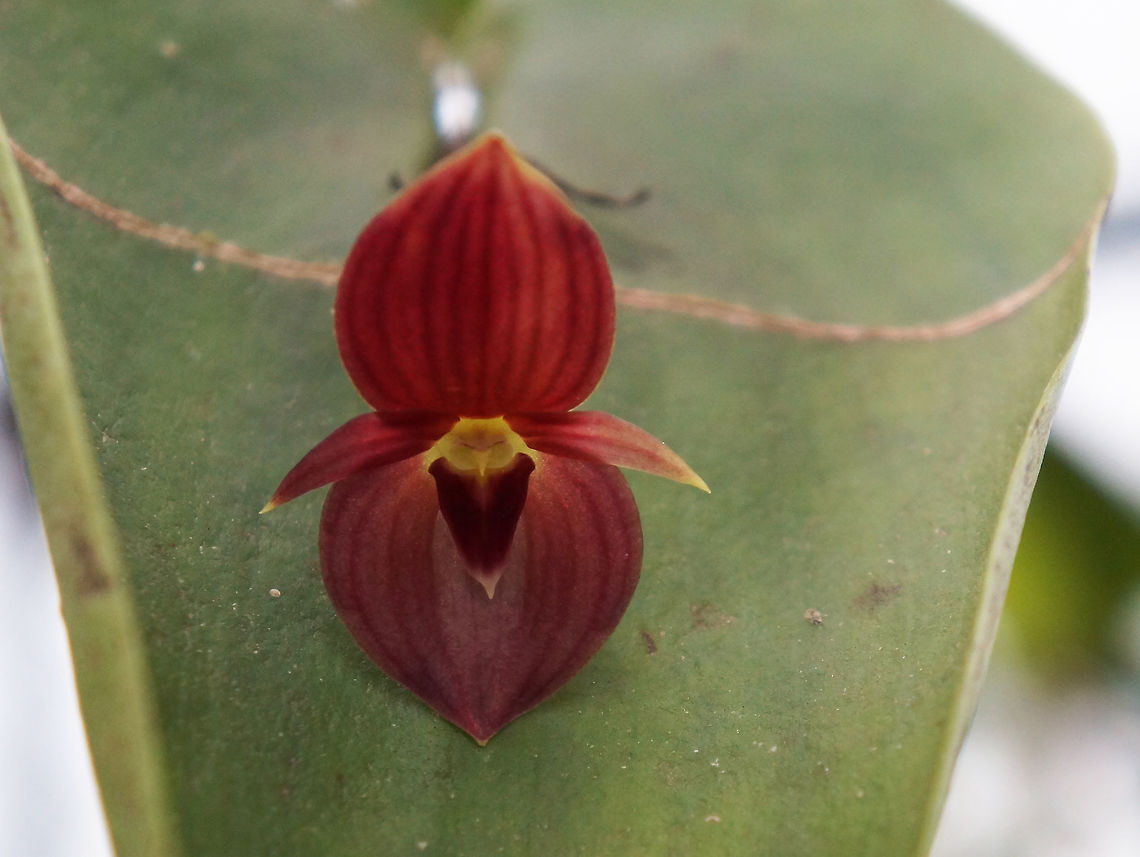 Pleurothallis cardiothallis, Orchidaceae Taken at Lankester Botanical Garden, Cartago, Costa Rica. Costa Rica,Geotagged,Pleurothallis cardiothallis,Summer