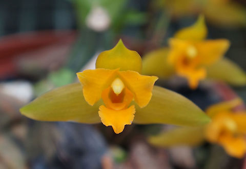 Lycaste bradeorum, Orchidaceae Taken at Lankester Botanical Garden, Cartago, Costa Rica. Costa Rica,Geotagged,Lycaste bradeorum,Summer