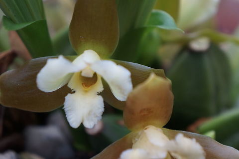 Lycaste dowiana Taken at Lankester Botanical Garden, Cartago, Costa Rica. Costa Rica,Geotagged,Lycaste dowiana,Summer