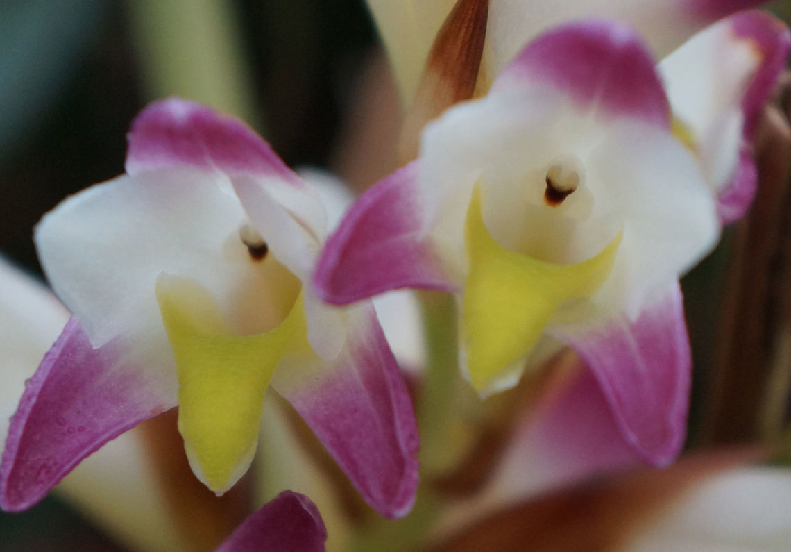 Coelia bella Taken at Lankester Botanical Garden, Cartago, Costa Rica. Coelia bella,Costa Rica,Geotagged,Summer