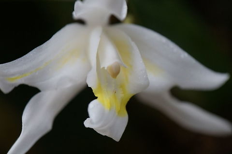 Coelogyne sp. Taken at Lankester Botanical Garden, Cartago, Costa Rica.  Specimen was labeled as C. mossiae, but it seems more likely to be either C. glandulosa/nervosa or a hybrid called Unchained Melody. Coelogyne mossiae,Costa Rica,Geotagged,Summer