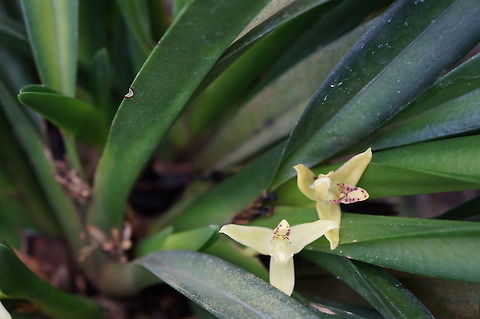 Heterotaxis sessilis (Maxillaria crassifolia) Taken at Lankester Botanical Garden, Cartago, Costa Rica. Costa Rica,Geotagged,Heterotaxis sessilis,Hidden Orchid,Summer