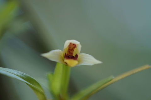 Maxillaria acervata Taken at Lankester Botanical Garden, Cartago, Costa Rica. Costa Rica,Geotagged,Maxillaria acervata,Summer