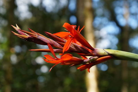 Canna indica, Cannaceae Taken at La Bastilla Ecolodge, Nicaragua Canna indica,Geotagged,Nicaragua,Winter