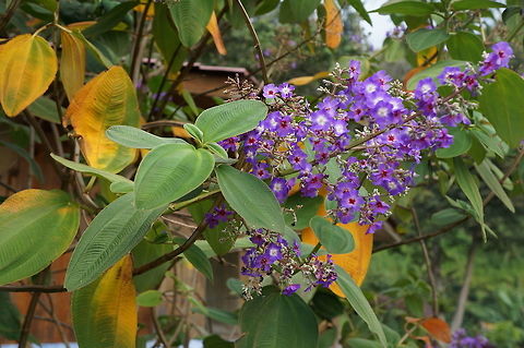 Tibouchina heteromalla, Melastomataceae Taken at La Bastilla Ecolodge, Nicaragua. Introduced species in this location. Geotagged,Nicaragua,Tibouchina heteromalla,Tibouchina urvilleana,Winter