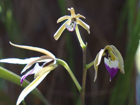 Prosthechea brassavolae Taken at Selva Negra Ecolodge, Matagalpa, Nicaragua. Geotagged,Nicaragua,Prosthechea brassavolae,Winter