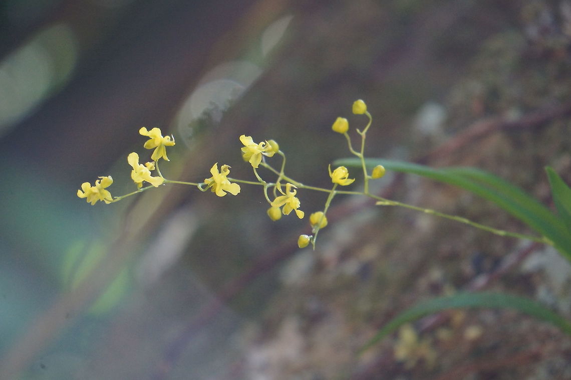 Oncidium cheirophorum Taken at Selva Negra Ecolodge, Matagalpa, Nicaragua. Geotagged,Nicaragua,Oncidium cheirophorum,Winter