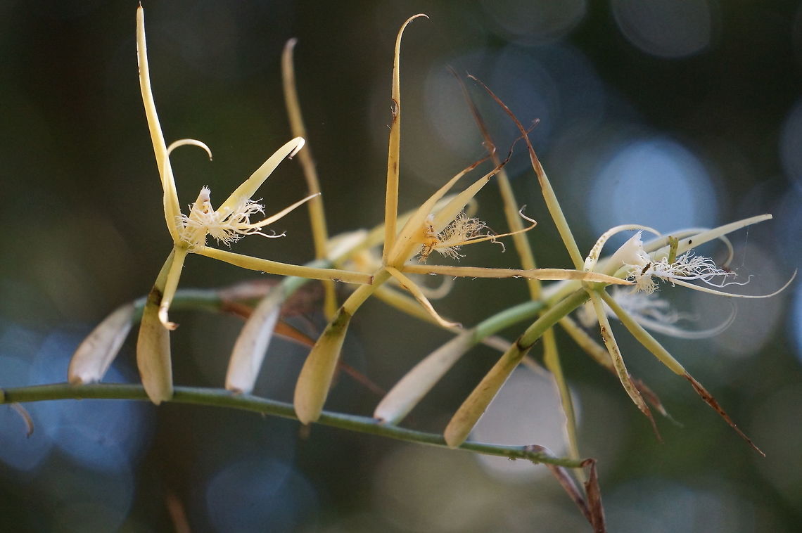 Coilostylis cilaris (Epidendrum ciliare) Taken at Selva Negra Ecolodge, Matagalpa, Nicaragua. Coilostylis ciliaris,Fringed Star Orchid,Geotagged,Nicaragua,Winter