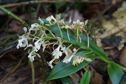 Epidendrum alabastrialatum Taken at Selva Negra Ecolodge, Matagalpa, Nicaragua Epidendrum alabastrialatum,Geotagged,Nicaragua,Winter