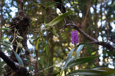 Arpophyllum giganteum Taken at Selva Negra Ecolodge, Matagalpa, Nicaragua Arpophyllum gigantium,Geotagged,Nicaragua,Winter
