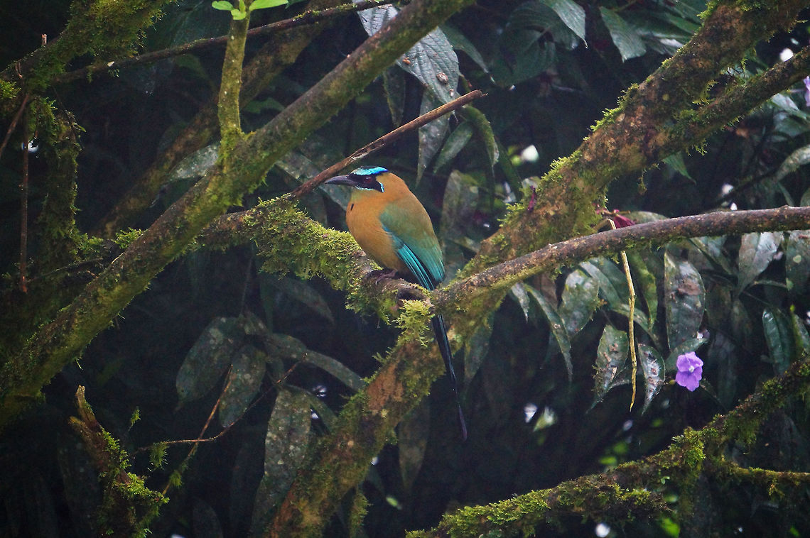 Blue-crowned motmot Taken at Reserva Silvestre El Jaguar, Nicaragua.           Blue-crowned motmot,Geotagged,Momotus momota,Nicaragua,Winter