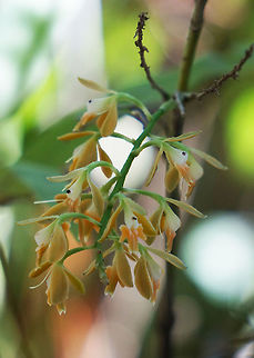 Epidendrum polyanthum