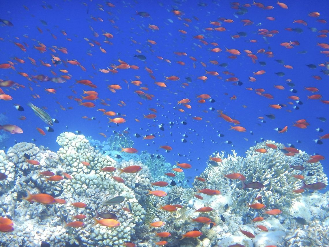 Red sea - fish and coral Taken during a diving trip to Sharm El Sheikh  Dispar Anthias,Egypt,Fish,Geotagged,Pseudanthias dispar,Pseudanthias squamipinnis,Red Sea,SCUBA,SCUBA Diver,Spring,coral,coral reef