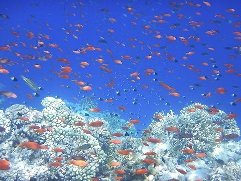 Red sea - fish and coral Taken during a diving trip to Sharm El Sheikh  Dispar Anthias,Egypt,Fish,Geotagged,Pseudanthias dispar,Pseudanthias squamipinnis,Red Sea,SCUBA,SCUBA Diver,Spring,coral,coral reef