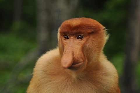 Proboscis Monkey in Borneo Taken at Labuk Bay proboscis monkey sanctuary Asia,Borneo,Geotagged,Malaysia,Nasalis larvatus,Proboscis monkey,monkey,sanctuary