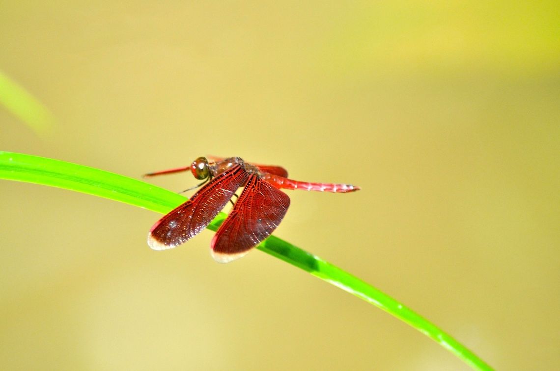 Red Grasshawk dragonfly  Asia,Borneo,Dragonfly,Geotagged,Insects,Malaysia,Neurothemis fluctuans,Red Grasshawk,Spring
